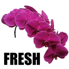 Fresh