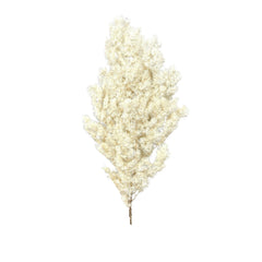 Preserved Flowers