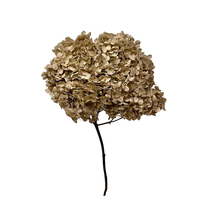 Hydrangea Standard