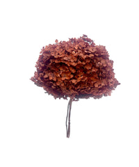 Hydrangea Standard