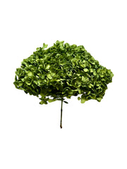Hydrangea Standard