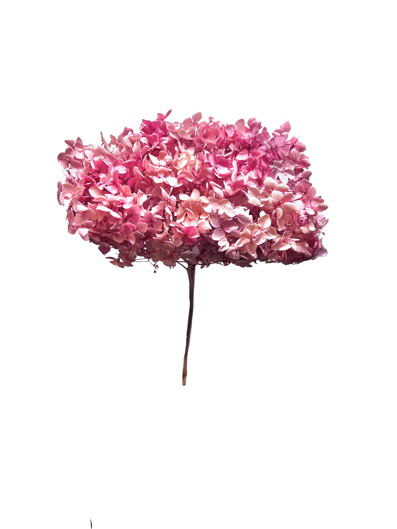 Hydrangea Standard