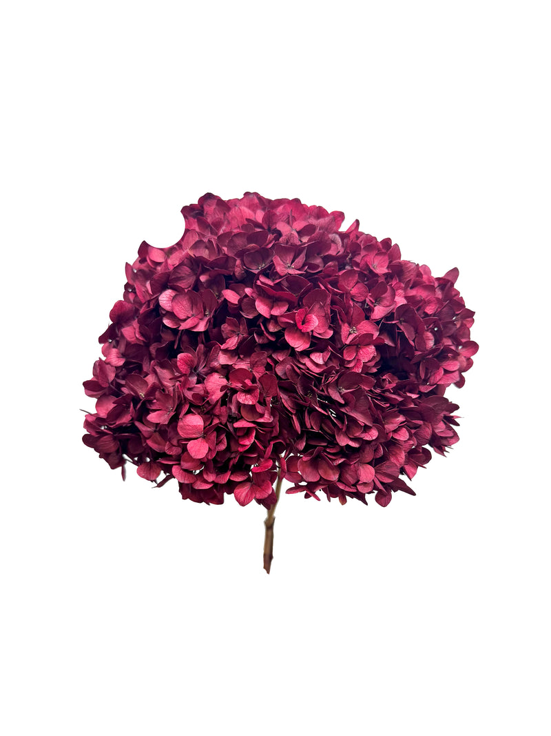 Hydrangea Large Petal