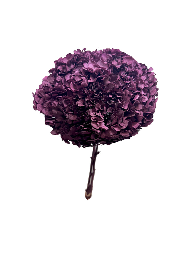 Hydrangea Large Petal