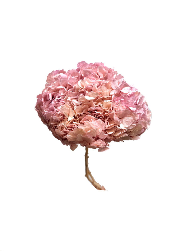 Hydrangea Large Petal