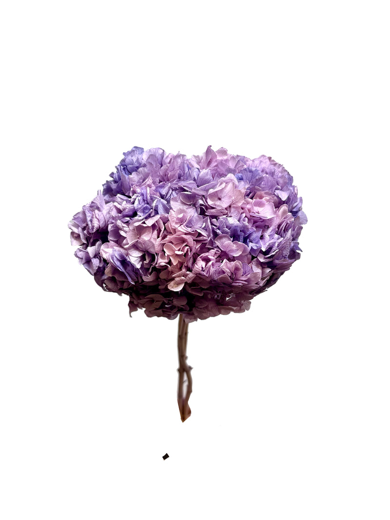 Hydrangea Large Petal