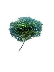 Hydrangea Standard