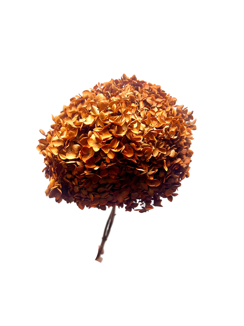 Hydrangea Standard
