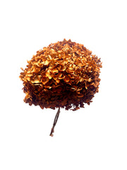 Hydrangea Standard