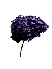 Hydrangea Standard