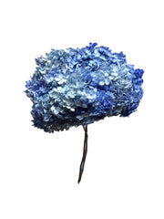 Hydrangea Standard