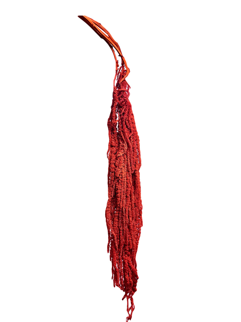 Amaranthus