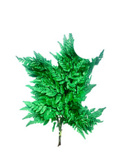 Leather Fern