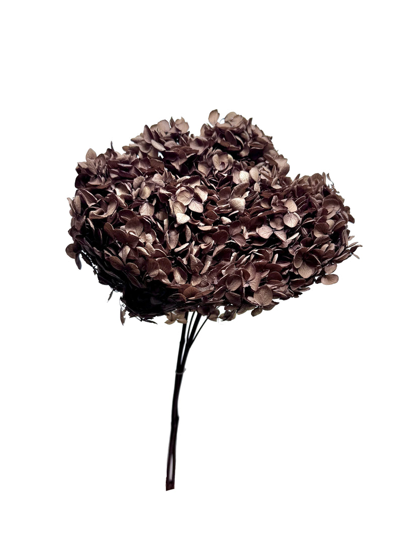 Hydrangea Standard