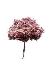 Hydrangea Standard