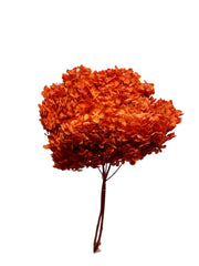 Hydrangea Standard