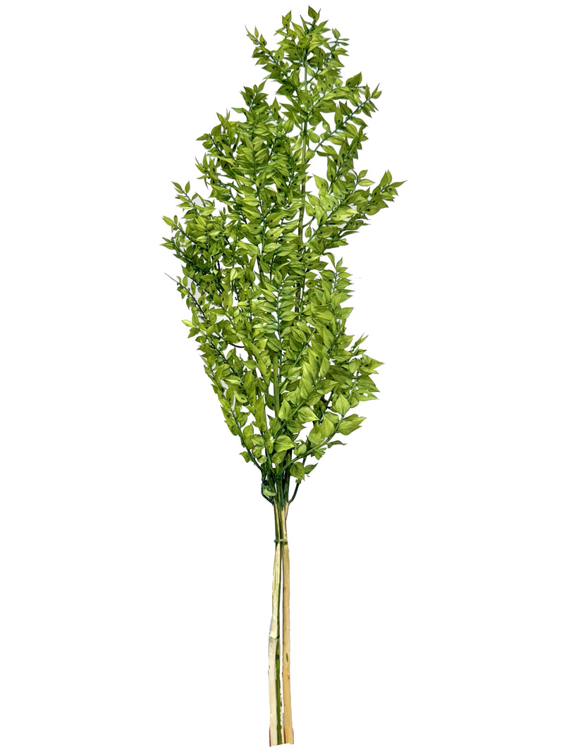 Ruscus Italian