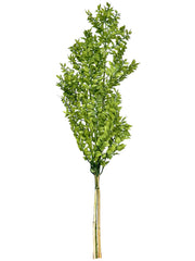 Ruscus Italian