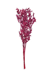 Ruscus Italian