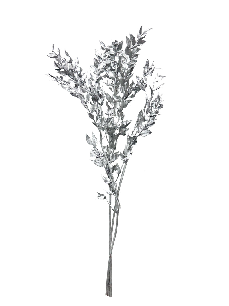 Ruscus Italian