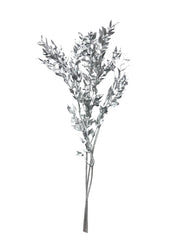 Ruscus Italian