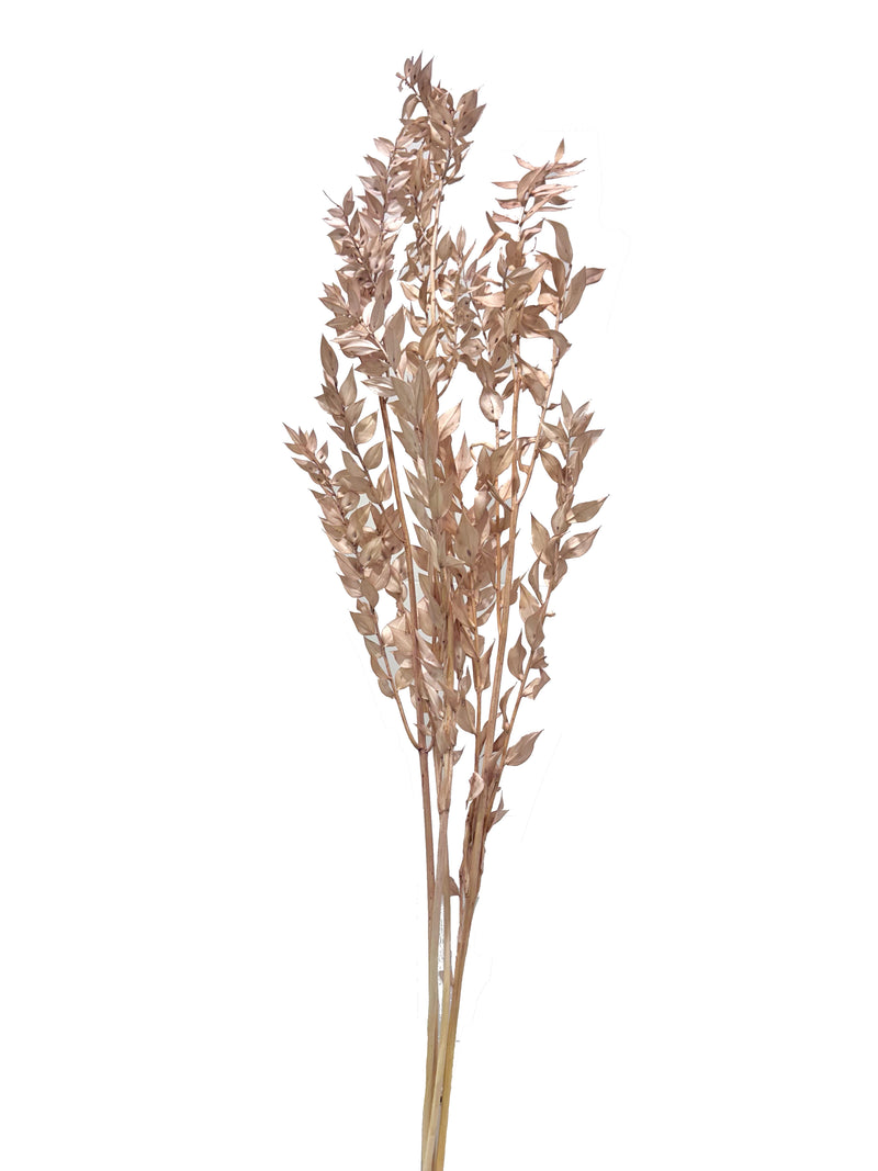 Ruscus Italian
