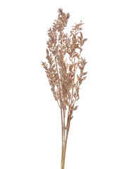 Ruscus Italian