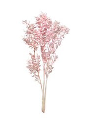 Ruscus Italian