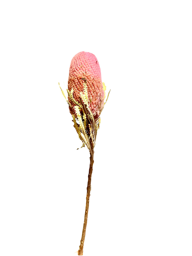 Banksia
