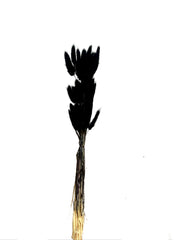 Bunny Tails