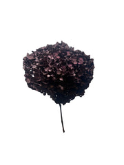 Hydrangea Standard