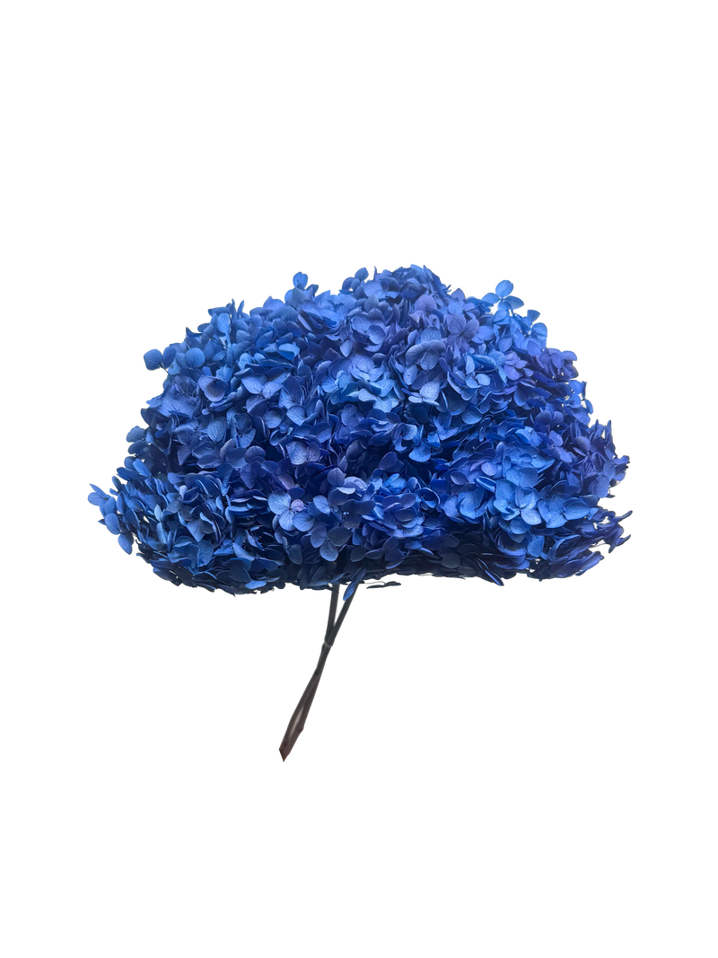 Hydrangea Standard