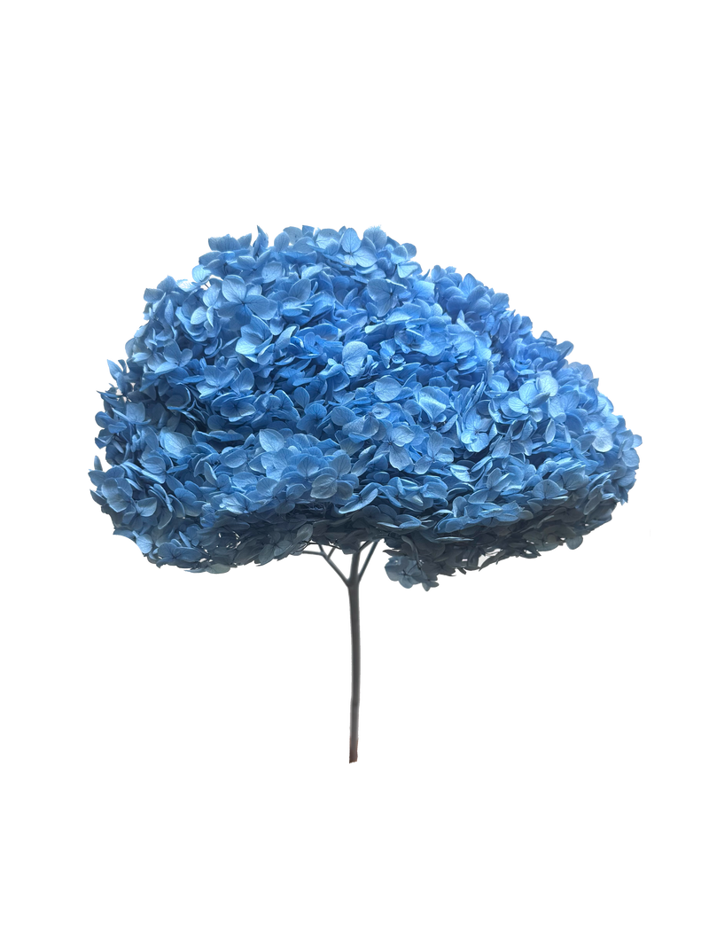 Hydrangea Standard