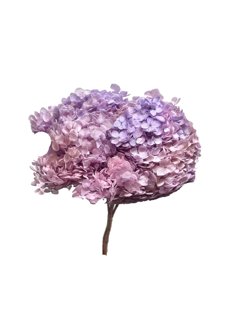 Hydrangea Standard