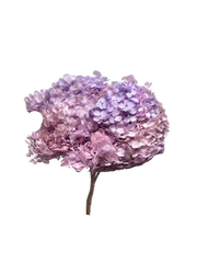 Hydrangea Standard