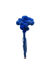 Billy Buttons