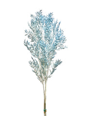 Ruscus Italian