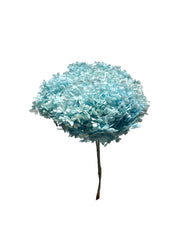 Hydrangea Standard
