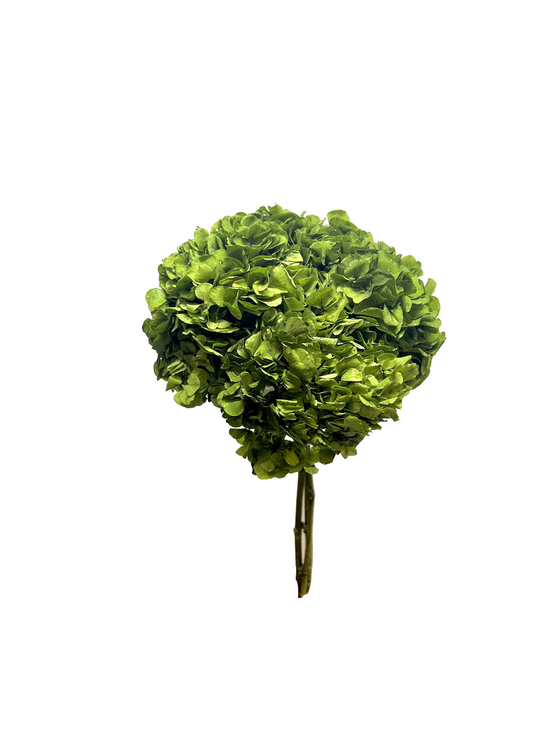 Hydrangea Large Petal