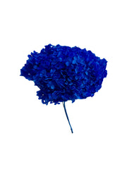 Hydrangea Standard