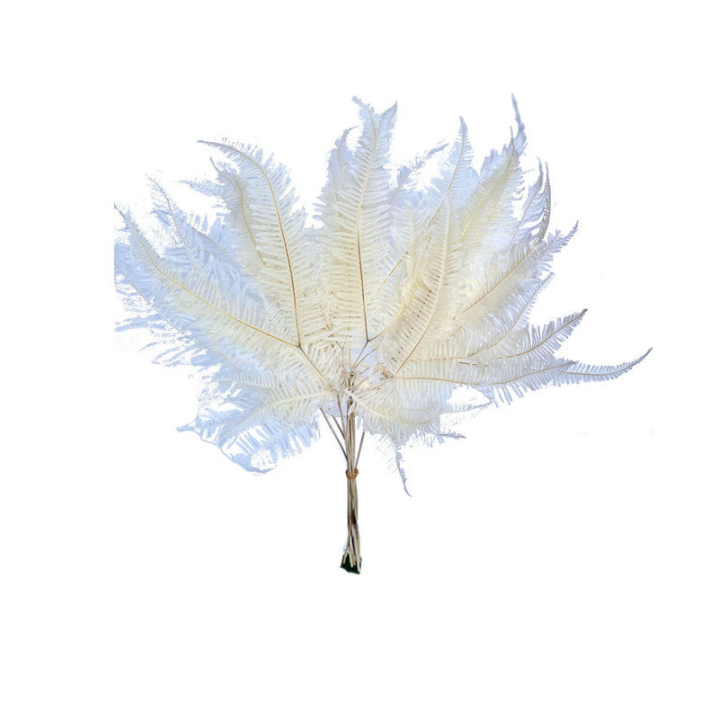 Mountain Fern