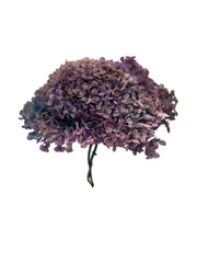 Hydrangea Standard
