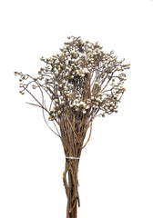 Tallow Snowberry