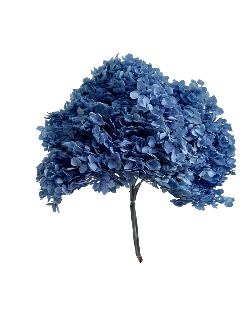 Hydrangea Standard