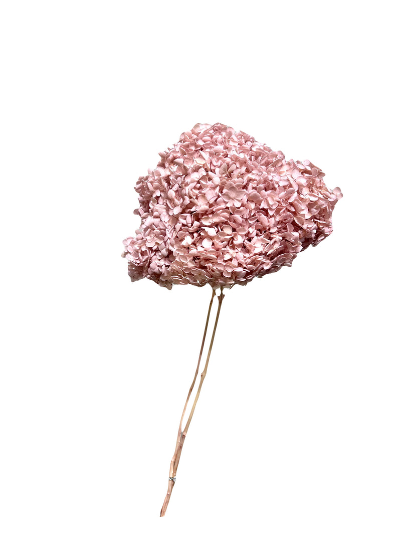 Hydrangea Standard