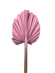 Palm Spear