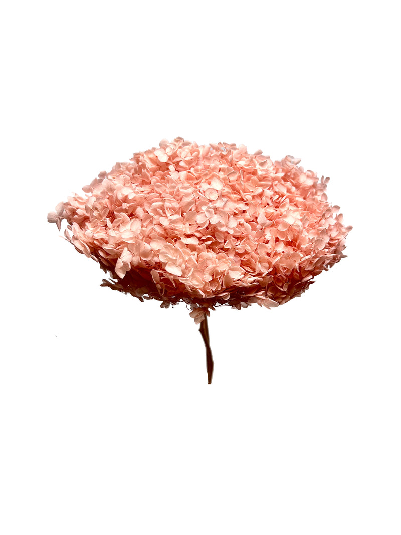 Hydrangea Standard