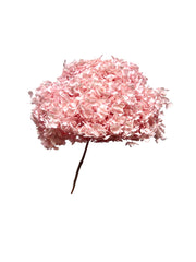 Hydrangea Standard