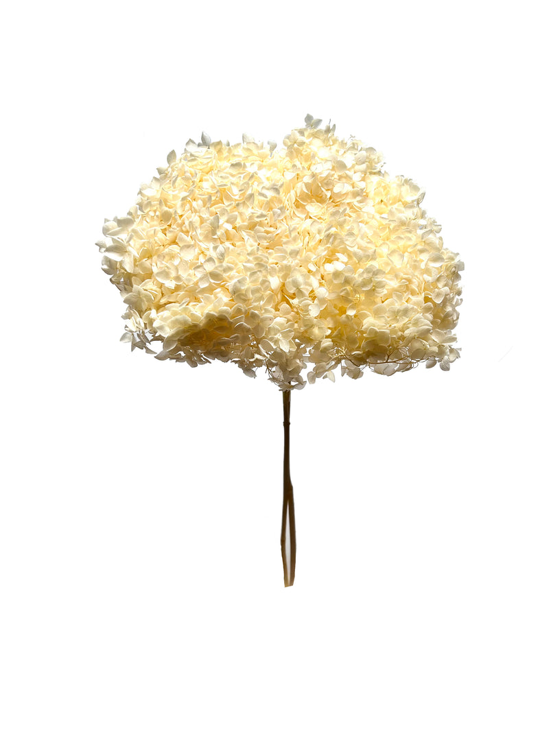 Hydrangea Standard