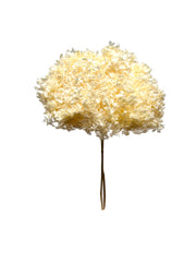 Hydrangea Standard